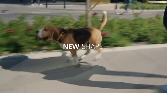 Video Reference: Dog, Collar, Carnivore, Pet supply, Dog breed, Working animal, Road surface, Liver, Dog supply, Fawn