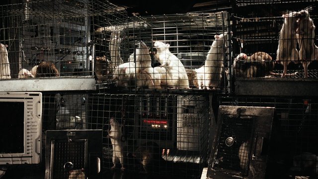Video Reference: rats, rodents, cages, wire cage, laboratory, industrial, animal enclosure, dark interior, stacked cages, metal, captivity, experimental, mice, vintage, equipment, nocturnal