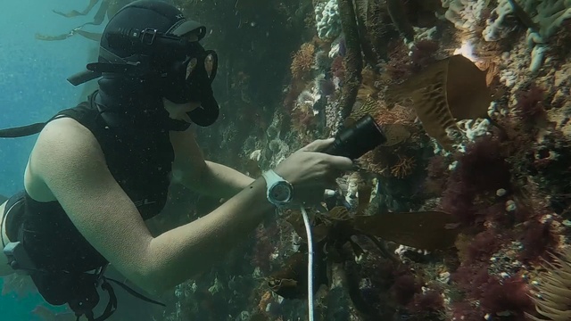 Video Reference: Water, Underwater diving, Vertebrate, Natural environment, Underwater, Organism, Diving equipment, Swimwear, Divemaster, Recreation