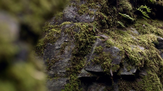Video Reference: Bedrock, Wood, Terrestrial plant, Natural landscape, Trunk, Plant, Grass, Formation, Groundcover, Outcrop