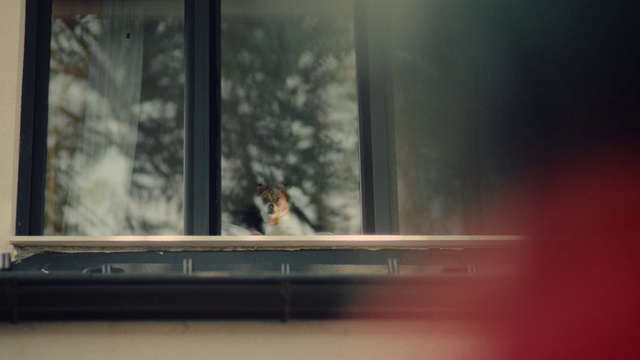 Video Reference: Window, Wood, Tints and shades, Glass, Wing, Transparent material, Darkness, Plant, Flooring, Metal