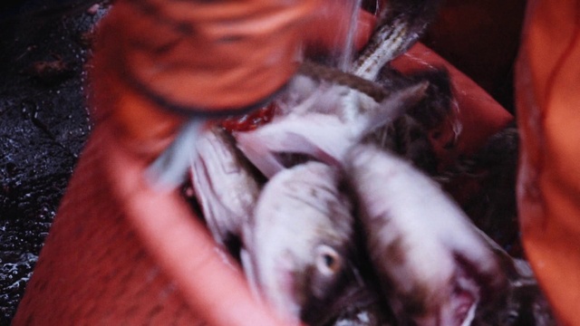 Video Reference: Meat, Carmine, Magenta, Flesh, Recipe, Macro photography, Darkness, Natural foods, Claw, Fictional character