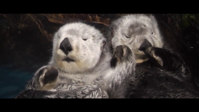 Video Reference: Carnivore, Organism, Whiskers, Mustelidae, Terrestrial animal, Art, Painting, Otter, Event, Marsupial