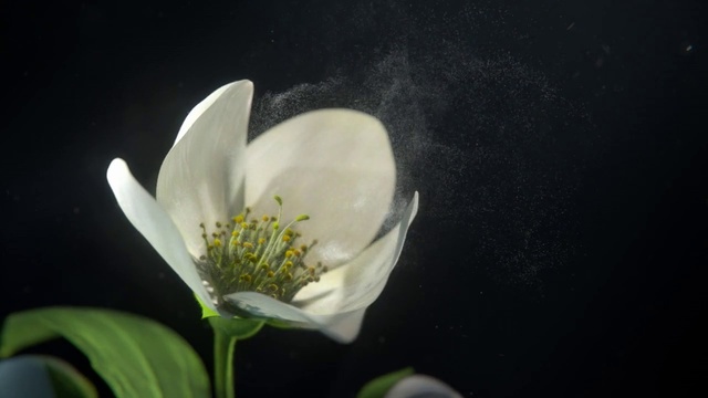 Video Reference: Flower, Plant, Petal, Blossom, Flowering plant, Aquatic plant, Pedicel, Rose family, Herbaceous plant, Macro photography