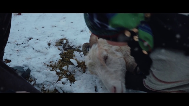 Video Reference: Snow, Fawn, Freezing, Dog breed, Snout, Grass, Sporting Group, Working animal, Winter, Fur