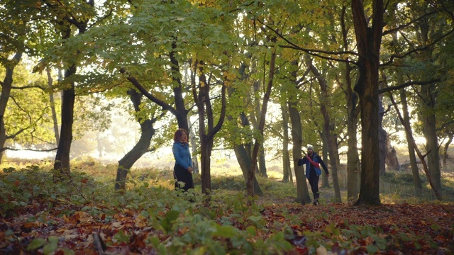 Video Reference: Plant, Leaf, People in nature, Tree, Natural environment, Natural landscape, Wood, Trunk, Biome, Grass
