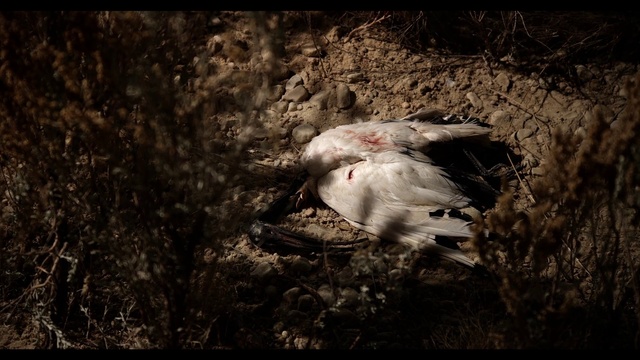 Video Reference: Bird, Beak, Plant, Wood, Feather, Grass, Wing, Seabird, Duck, Landscape