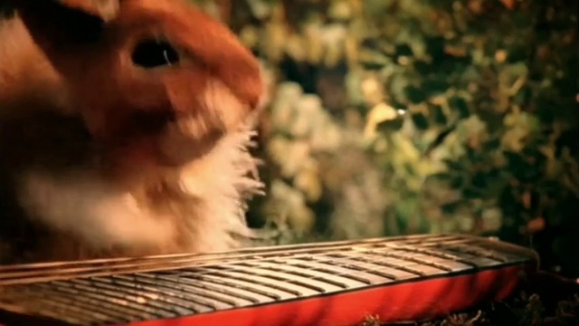 Video Reference: Nature, Wood, Dog breed, Carnivore, Grass, Companion dog, Dog, Whiskers, Morning, Tints and shades