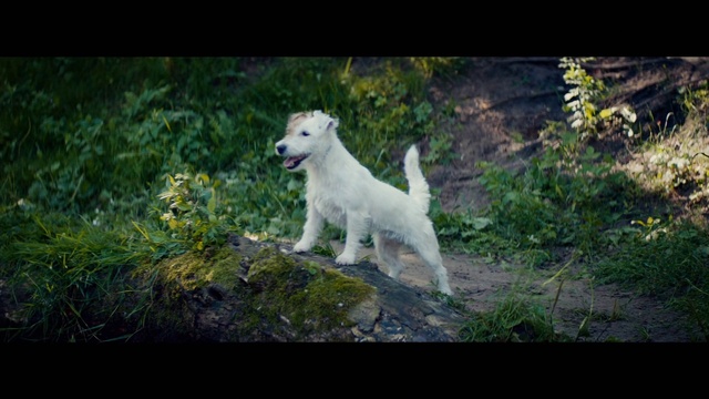 Video Reference: Dog, Plant, Carnivore, Dog breed, Grass, Companion dog, Natural landscape, Terrestrial animal, Working animal, Landscape