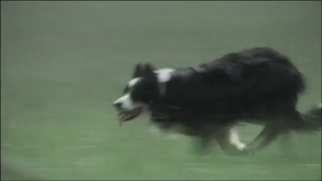 Video Reference: Dog, Dog breed, Carnivore, Snout, Tail, Herding dog, Sporting Group, Companion dog, Border collie, Canidae