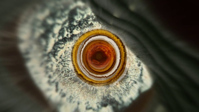 Video Reference: Eye, Human body, Iris, Wood, Button, Circle, Eyelash, Electric blue, Close-up, Pattern