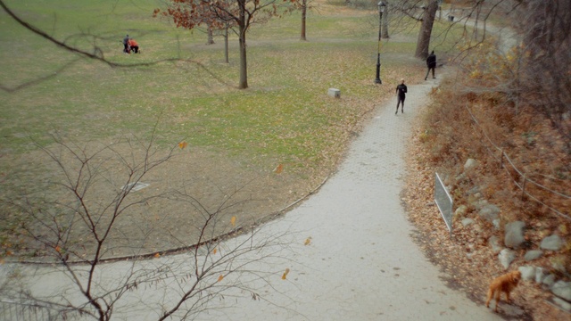 Video Reference: Plant, Tree, Branch, Natural landscape, People in nature, Slope, Land lot, Biome, Grass, Twig