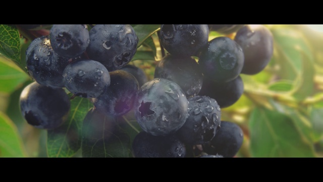 Video Reference: Plant, Food, Fruit, Seedless fruit, Berry, Water, Flower, Grape, Tree, Grapevine family