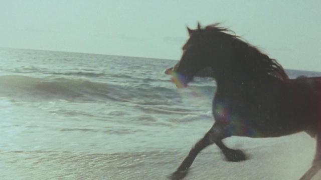 Video Reference: Horse, Water, Working animal, Sky, Liquid, Beach, Pack animal, Mane, Snout, Landscape
