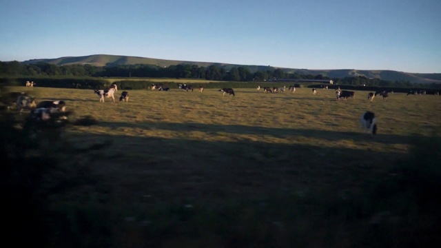 Video Reference: Sky, Natural landscape, Mammal, Land lot, Tree, Grass, Grassland, Mountainous landforms, Horizon, Plain