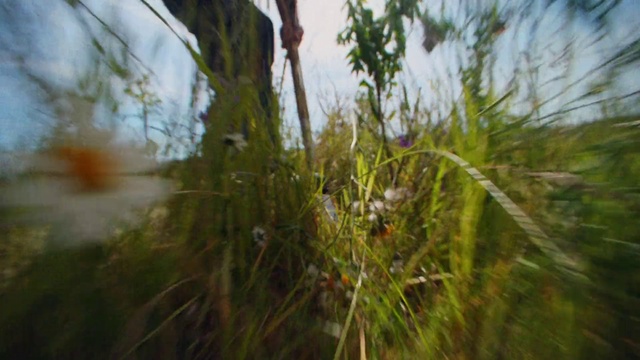 Video Reference: Sky, Natural landscape, Wood, Terrestrial plant, Twig, Plant, Grass, Grassland, Landscape, Forest