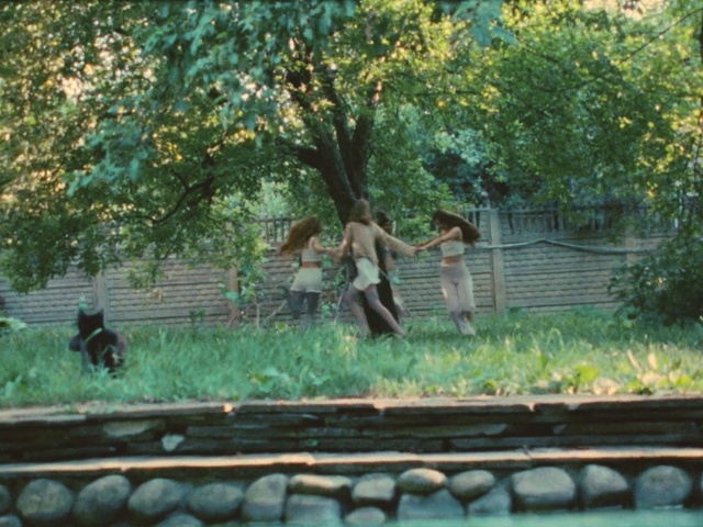 Video Reference: Plant, Window, Botany, Nature, Tree, Branch, Vegetation, Grass, Sunlight, Biome