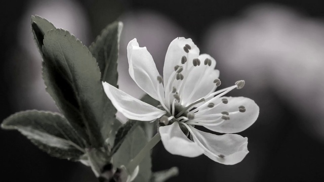 Video Reference: Flower, Plant, Petal, Leaf, Style, Twig, Tree, Herbaceous plant, Flowering plant, Blossom