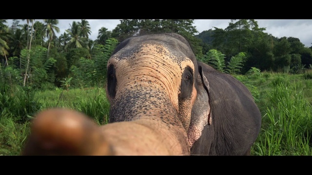 Video Reference: Elephant, Head, Plant, Eye, Plant community, Working animal, Elephants and Mammoths, Tree, African elephant, Natural landscape