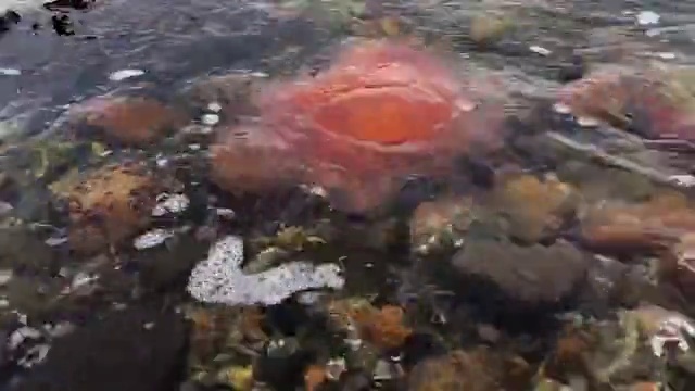 Video Reference: Water, Liquid, Fluid, Underwater, Marine biology, Natural material, Dish, Invertebrate, Cuisine, Science