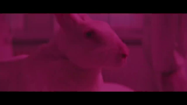 Video Reference: Purple, Jaw, Rabbit, Violet, Pink, Rabbits and Hares, Magenta, Petal, Font, Whiskers