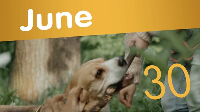 Video Reference: Dog, Jaw, Working animal, Organism, Gesture, Happy, Dog breed, Carnivore, Fawn, Companion dog