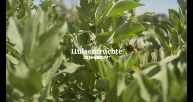 Video Reference: Plant, Flower, Leaf, Terrestrial plant, Grass, Agriculture, Flowering plant, Leaf vegetable, Tree, Plantation