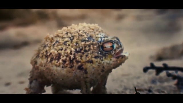 Video Reference: Head, Eye, True toad, Toad, Organism, Terrestrial animal, Frog, Amphibian, Plant, Snout