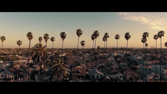 Video Reference: Sky, Atmosphere, Daytime, Nature, Black, Tree, Afterglow, Arecales, Sunset, Vegetation