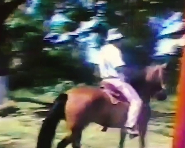 Video Reference: Horse, Working animal, Entertainment, Pack animal, Bridle, Landscape, Horse tack, Event, Horse supplies, Recreation