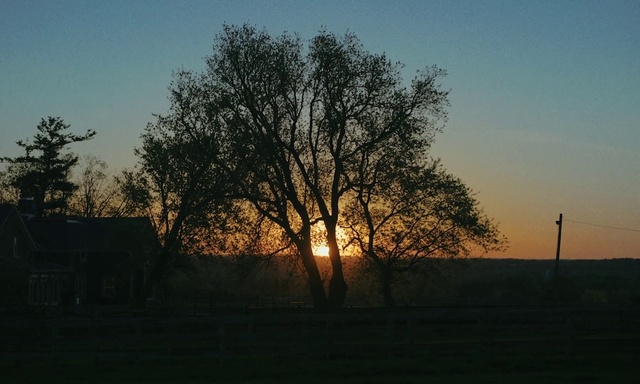 Video Reference: Sky, Atmosphere, Ecoregion, Afterglow, Leaf, Branch, Natural landscape, Twig, Dusk, Red sky at morning