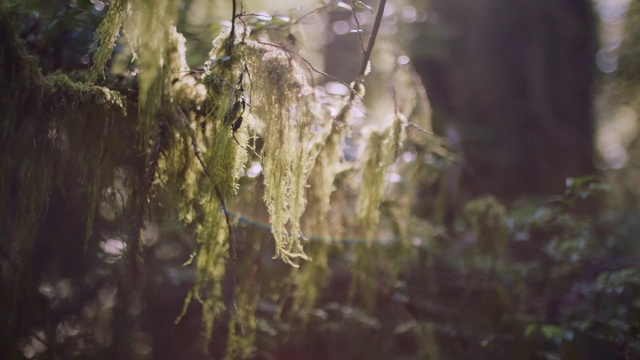 Video Reference: Twig, Wood, Plant, Terrestrial plant, Trunk, Natural landscape, Grass, Forest, Moisture, Flowering plant