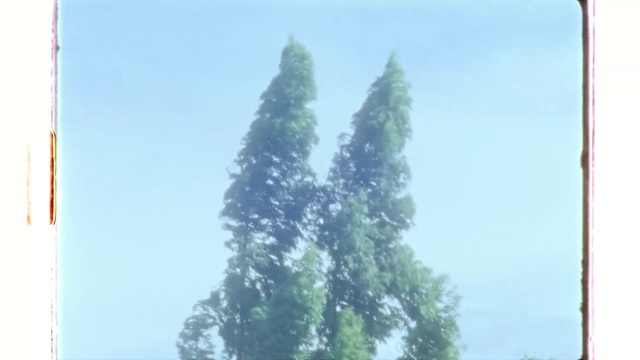 Video Reference: Sky, Larch, Rectangle, Terrestrial plant, Evergreen, Tree, Plant, Pole, Conifer, Twig