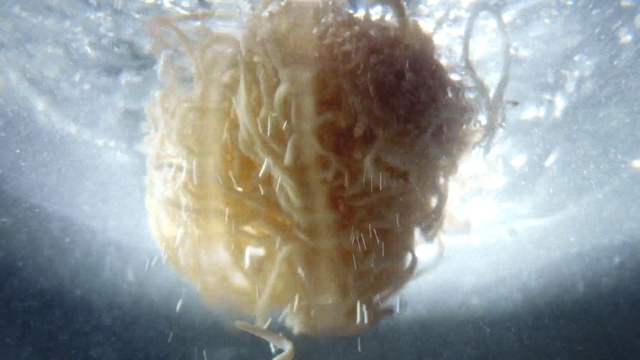 Video Reference: Ingredient, Liquid, Underwater, Cuisine, Dish, Close-up, Plant, Macro photography, Electric blue, Marine biology