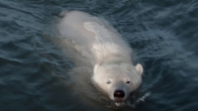 Video Reference: Water, Head, Liquid, Polar bear, Carnivore, Fluid, Whiskers, Terrestrial animal, Lake, Snout