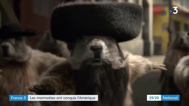 Video Reference: Gesture, Felidae, Whiskers, Companion dog, Small to medium-sized cats, Snout, Hat, Dog breed, Photo caption, Fur