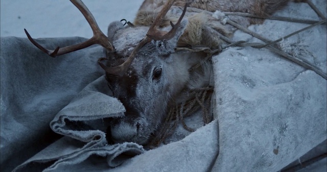 Video Reference: Elk, Natural material, Branch, Snow, Wood, Grey, Deer, Plant, Twig, Fawn
