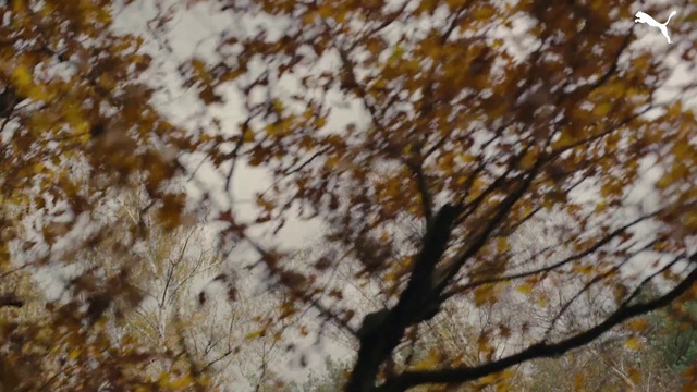 Video Reference: Brown, Wood, Twig, Natural landscape, Trunk, Deciduous, Plant, Flower, Tints and shades, Sky