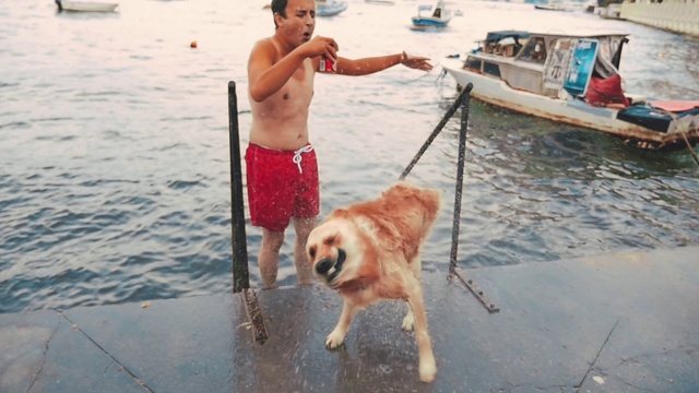 Video Reference: Water, Dog, Shorts, Boat, Dog breed, Carnivore, Companion dog, Fawn, Leisure, People on beach