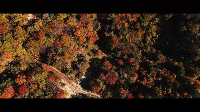 Video Reference: Flower, Natural landscape, Orange, Twig, Deciduous, Terrestrial plant, Wood, Painting, Art, Tints and shades