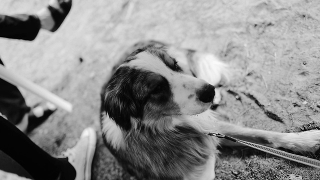 Video Reference: Dog, Photograph, White, Carnivore, Dog breed, Black-and-white, Mammal, Style, Whiskers, Companion dog