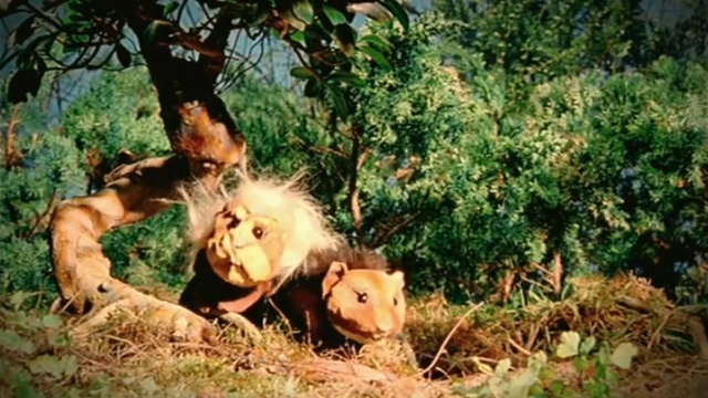 Video Reference: Plant, Carnivore, Felidae, Lion, Tree, Big cats, Fawn, Grass, Adaptation, Terrestrial animal