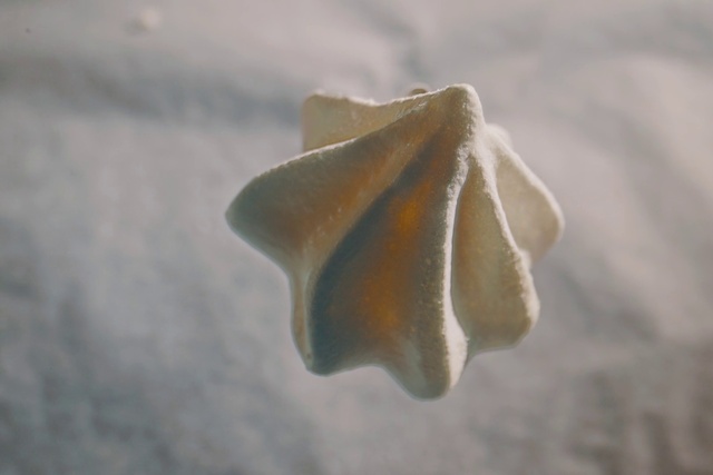 Video Reference: Flower, Plant, Water, Petal, Rose, Sky, Rose family, Flowering plant, Tree, Macro photography