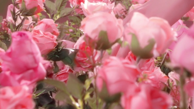 Video Reference: Flower, Plant, Botany, Branch, Petal, Pink, Groundcover, Insect, Flowering plant, Twig
