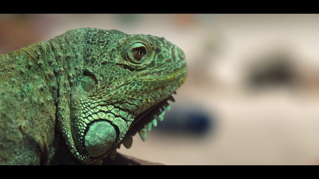 Video Reference: Eye, Reptile, Iguania, Lizard, Scaled reptile, Green iguana, Iguana, Terrestrial animal, Terrestrial plant, Iguanidae
