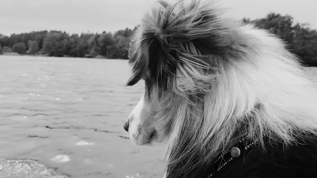Video Reference: Dog, Carnivore, Dog breed, Mammal, Whiskers, Shetland sheepdog, Companion dog, Sky, Water, Rough collie