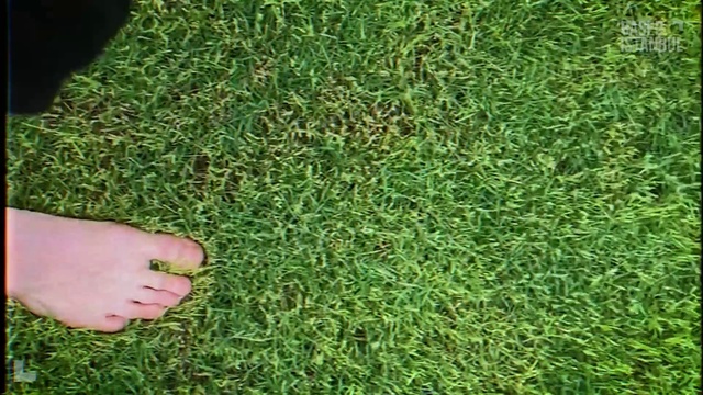 Video Reference: Plant, Gesture, Terrestrial plant, People in nature, Grass, Groundcover, Grass family, Thumb, Flooring, Lawn