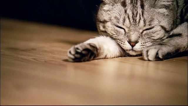 Video Reference: Cat, Wood, Carnivore, Felidae, Floor, Flooring, Whiskers, Comfort, Hardwood, Small to medium-sized cats
