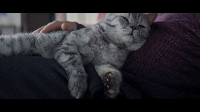 Video Reference: Cat, Felidae, Carnivore, Jaw, Small to medium-sized cats, Gesture, Grey, Whiskers, Comfort, Snout