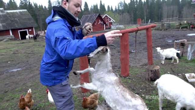 Video Reference: Bird, Vertebrate, Tree, Mammal, Sky, Goat, Sheep, Jacket, Plant, Sheep
